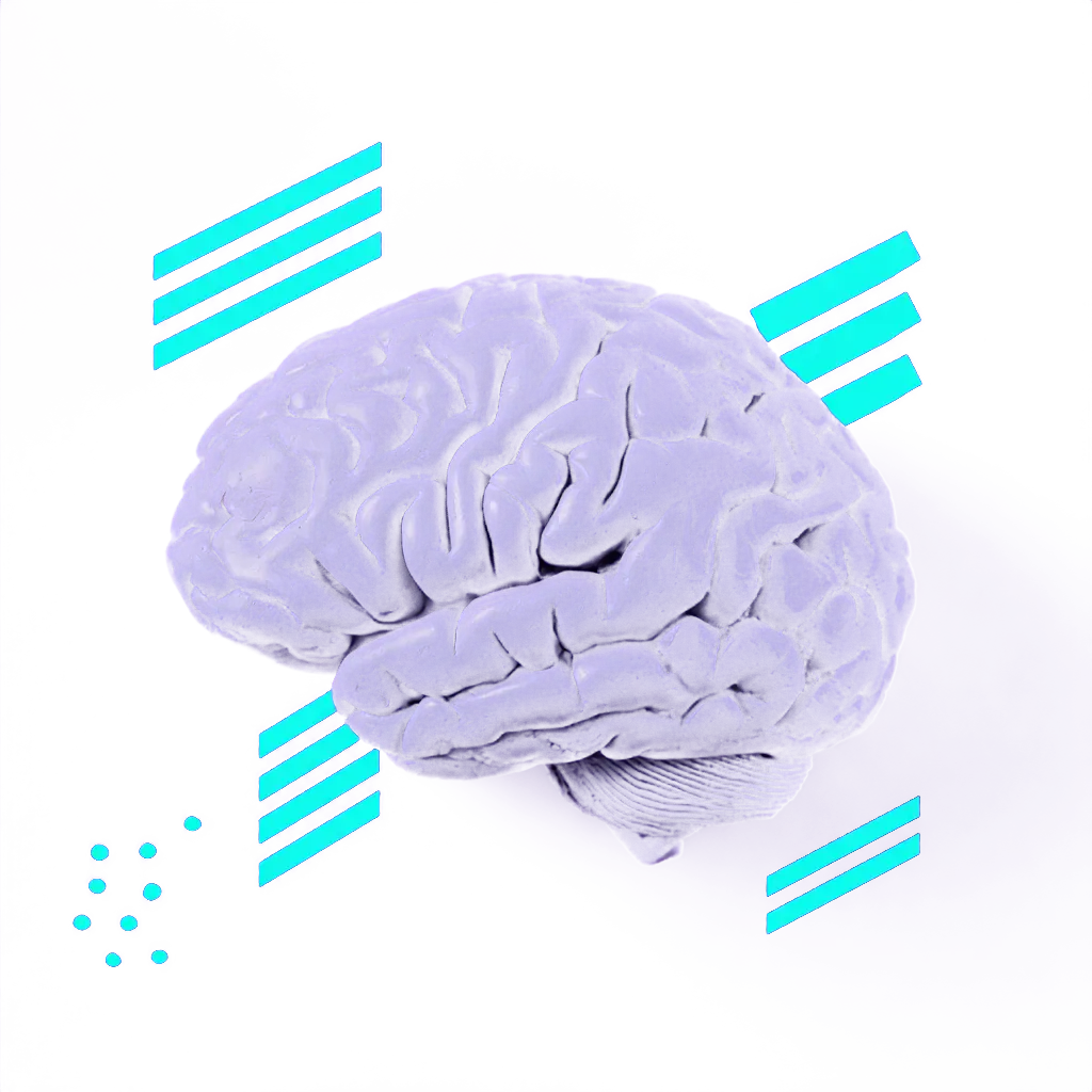 Brain illustration showing multilingual language processing